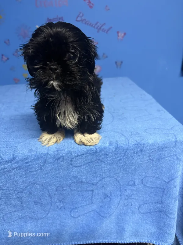 Zeek – Shih Tzu puppy for sale in Douglasville, GA