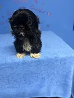 Zeek, a male Shih Tzu for sale in Douglasville, GA – 1 of 10