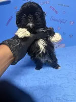 Zeek, a male Shih Tzu for sale in Douglasville, GA – 8 of 10