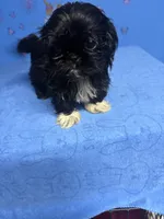 Zeek, a male Shih Tzu for sale in Douglasville, GA – 3 of 10