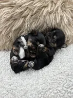 Puncho, a male Shorkie for sale in Douglasville, GA – Photo 8 of 9