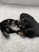 Puncho, a male Shorkie for sale in Douglasville, GA – Photo 5 of 9