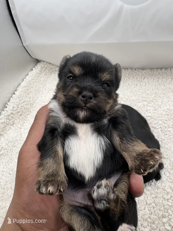 Puncho, a male Shorkie for sale in Douglasville, GA – Photo 1 of 9