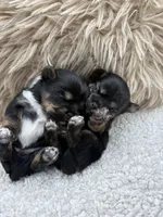 Puncho, a male Shorkie for sale in Douglasville, GA – Photo 9 of 9