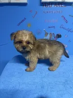 Brownie, a male Shih Tzu for sale in Douglasville, GA – 7 of 10