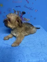 Brownie, a male Shih Tzu for sale in Douglasville, GA – 10 of 10