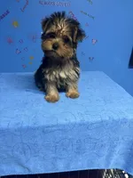 Tank, a male Shih Tzu and Yorkshire Terrier for sale in Douglasville, GA – 3 of 10