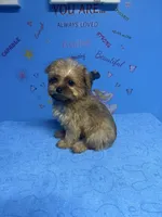 Brownie, a male Shih Tzu for sale in Douglasville, GA – 9 of 10