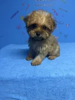Brownie, a male Shih Tzu for sale in Douglasville, GA – 2 of 10