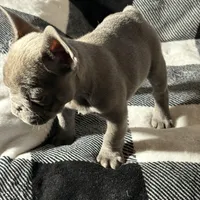 Raquel (March Sale $100 off), a female French Bulldog for sale in Douglasville, GA – Photo 2 of 8