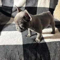 Raquel (March Sale $100 off), a female French Bulldog for sale in Douglasville, GA – Photo 8 of 8