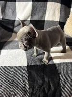 Raquel, a female French Bulldog for sale in Douglasville, GA – Photo 8 of 8