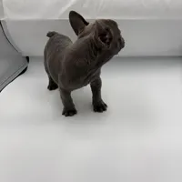 Raquel (March Sale $100 off), a female French Bulldog for sale in Douglasville, GA – Photo 6 of 8