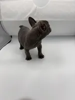 Raquel, a female French Bulldog for sale in Douglasville, GA – Photo 6 of 8