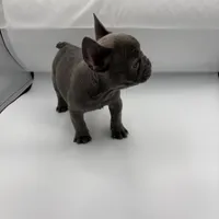 Raquel (March Sale $100 off), a female French Bulldog for sale in Douglasville, GA – Photo 4 of 8