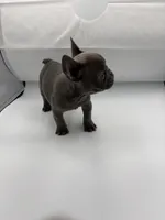 Raquel, a female French Bulldog for sale in Douglasville, GA – Photo 4 of 8