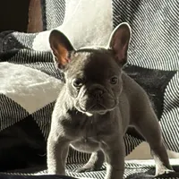 Raquel (March Sale $100 off), a female French Bulldog for sale in Douglasville, GA – Photo 1 of 8