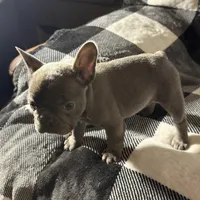 Raquel (March Sale $100 off), a female French Bulldog for sale in Douglasville, GA – Photo 7 of 8