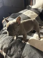 Raquel, a female French Bulldog for sale in Douglasville, GA – Photo 7 of 8