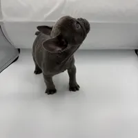 Raquel (March Sale $100 off), a female French Bulldog for sale in Douglasville, GA – Photo 3 of 8