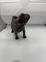 Raquel, a female French Bulldog for sale in Douglasville, GA – Photo 3 of 8