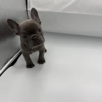 Raquel (March Sale $100 off), a female French Bulldog for sale in Douglasville, GA – Photo 5 of 8