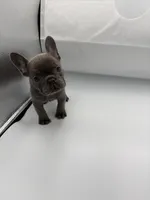 Raquel, a female French Bulldog for sale in Douglasville, GA – Photo 5 of 8