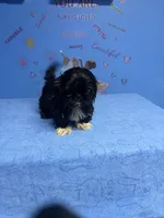 Zeek, a male Shih Tzu for sale in Douglasville, GA – 4 of 10