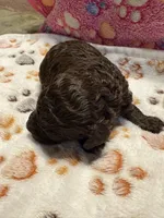 Bruchette, a female Poodle - Miniature  for sale in Douglasville, GA – Photo 2 of 9