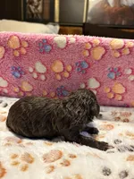 Bruchette, a female Poodle - Miniature  for sale in Douglasville, GA – Photo 4 of 9