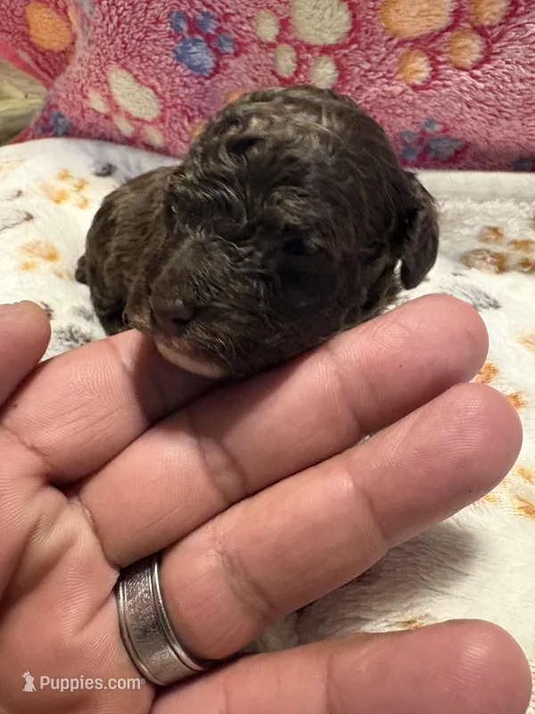 Bruchette – Poodle - Miniature  puppy for sale in Douglasville, GA
