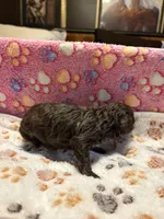 Bruchette, a female Poodle - Miniature  for sale in Douglasville, GA – Photo 5 of 9