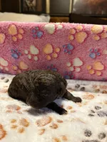 Bruchette, a female Poodle - Miniature  for sale in Douglasville, GA – Photo 6 of 9