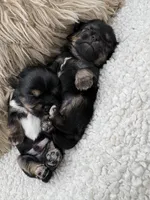 Punch, a male Shorkie for sale in Douglasville, GA – Photo 6 of 10