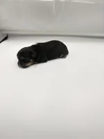 Punch, a male Shorkie for sale in Douglasville, GA – Photo 3 of 10