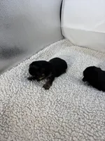 Punch, a male Shorkie for sale in Douglasville, GA – Photo 9 of 10