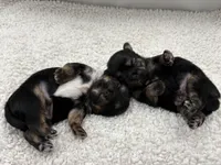 Punch, a male Shorkie for sale in Douglasville, GA – Photo 8 of 10