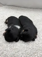 Punch, a male Shorkie for sale in Douglasville, GA – Photo 7 of 10