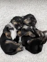 Punch, a male Shorkie for sale in Douglasville, GA – Photo 2 of 10