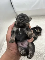 Punch, a male Shorkie for sale in Douglasville, GA – Photo 1 of 10