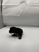 Punch, a male Shorkie for sale in Douglasville, GA – Photo 5 of 10