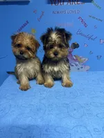 Tank, a male Shih Tzu and Yorkshire Terrier for sale in Douglasville, GA – 10 of 10