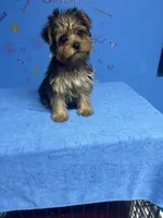 Tank, a male Shih Tzu and Yorkshire Terrier for sale in Douglasville, GA – 9 of 10