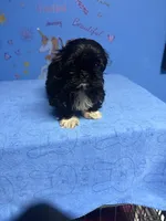 Zeek, a male Shih Tzu for sale in Douglasville, GA – 2 of 10