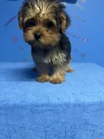 Tank, a male Shih Tzu and Yorkshire Terrier for sale in Douglasville, GA – 5 of 10