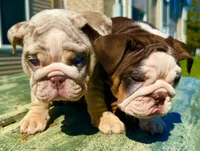 Smokey , a male English Bulldog for sale in Maple Shade, NJ – Photo 7 of 8