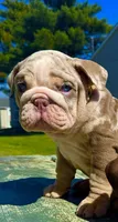 Smokey , a male English Bulldog for sale in Maple Shade, NJ – Photo 1 of 8