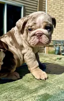 Smokey , a male English Bulldog for sale in Maple Shade, NJ – Photo 5 of 8