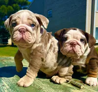 Smokey , a male English Bulldog for sale in Maple Shade, NJ – Photo 8 of 8