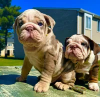 Smokey , a male English Bulldog for sale in Maple Shade, NJ – Photo 6 of 8